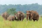 Asian Elephant family-Corbett National Park-India Art Print
